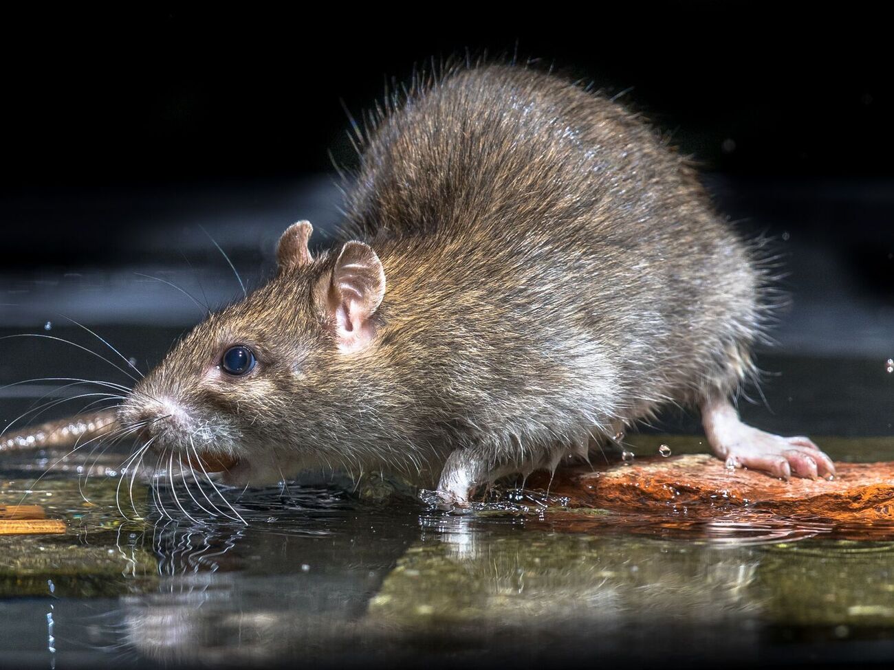 Крысы не терпят некоторых запахов