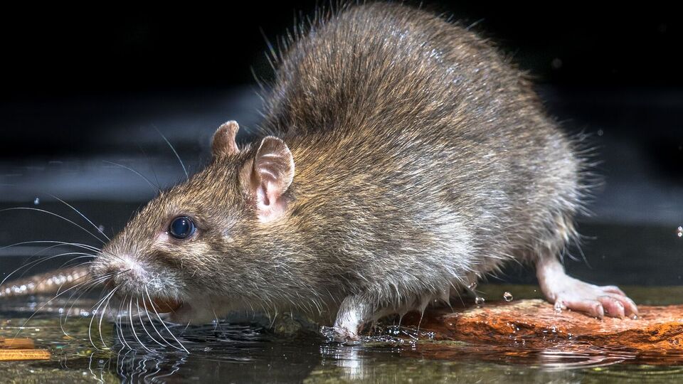 Щури не терплять деяких запахів