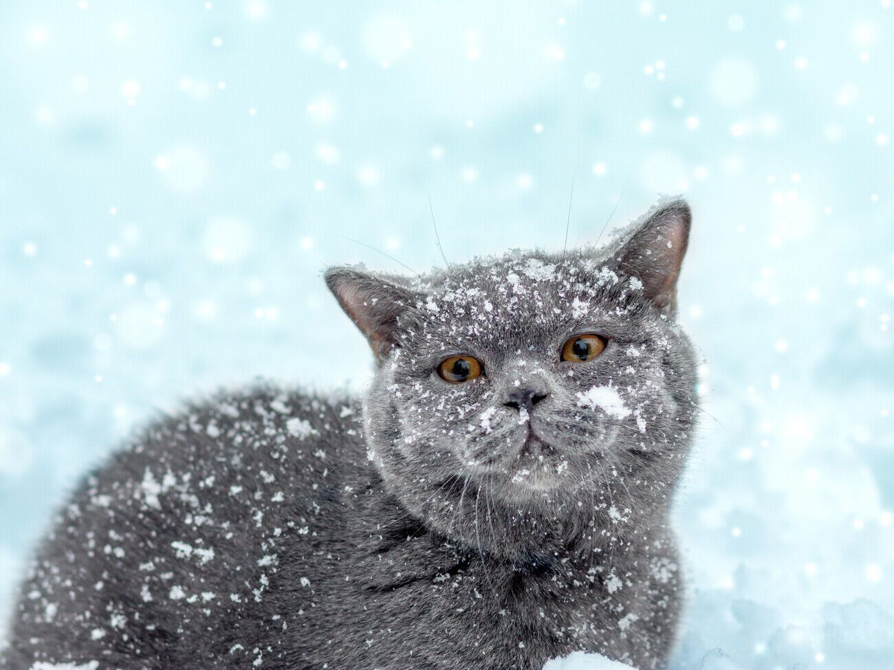 За словами волонтерів, найкраще, що можна зробити для тварин, – це знайти для них дім