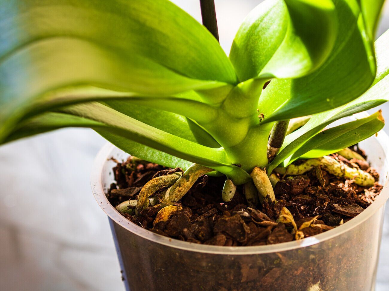 Эксперты рекомендуют протирать листья орхидеи питательным раствором с двух сторон