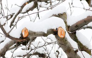 Обрезка является стрессом для дерева