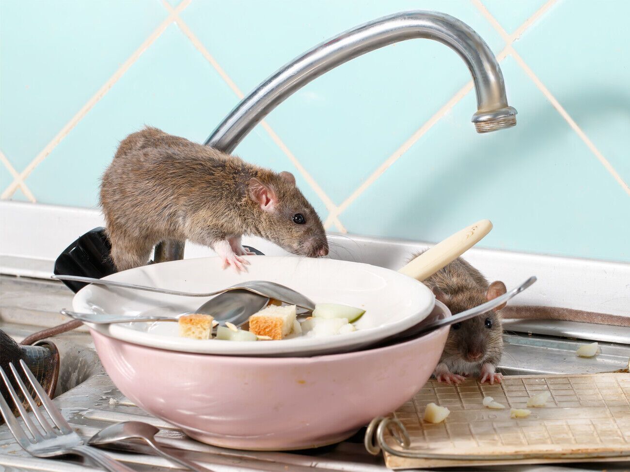Бороться с вредителями, которые поселились в доме, с помощью ядов и химикатов небезопасно для человека