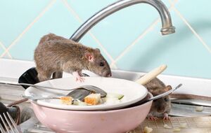 Бороться с вредителями, которые поселились в доме, с помощью ядов и химикатов небезопасно для человека