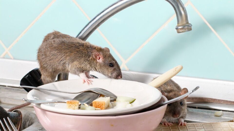 Бороться с вредителями, которые поселились в доме, с помощью ядов и химикатов небезопасно для человека