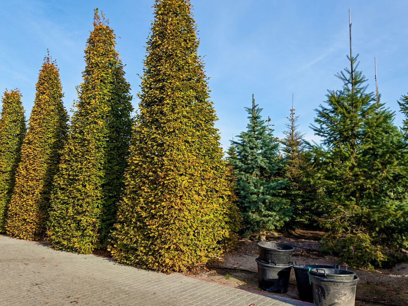 Перемена погоды является стрессом для хвойных деревьев