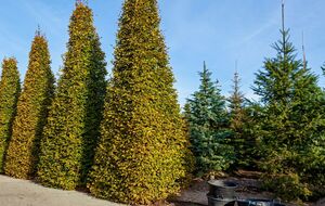 Перемена погоды является стрессом для хвойных деревьев