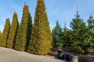 Перемена погоды является стрессом для хвойных деревьев