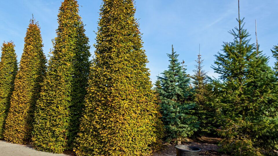 Перемена погоды является стрессом для хвойных деревьев