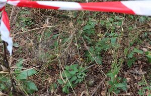 15-річний підліток, гуляючи в лісопосадці, знайшов вибухівку, зазначили в ДСНС