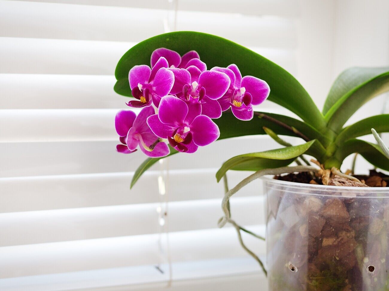 Эксперты подчеркнули, что орхидеи, о которых заботятся, всегда будут сильными и зелеными