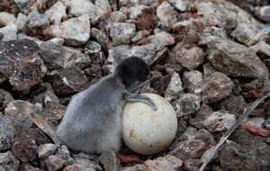 Биологи насчитали около станции 4,8 тыс. яиц пингвинов
