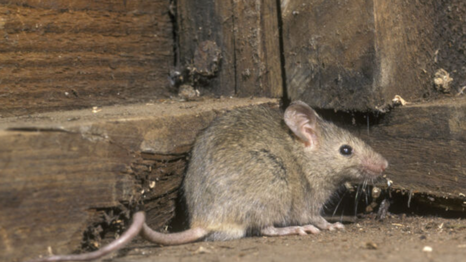 Миші заражають окупантів "мишачою лихоманкою", але російське командування ігнорує проблему, зазначають у ГУР