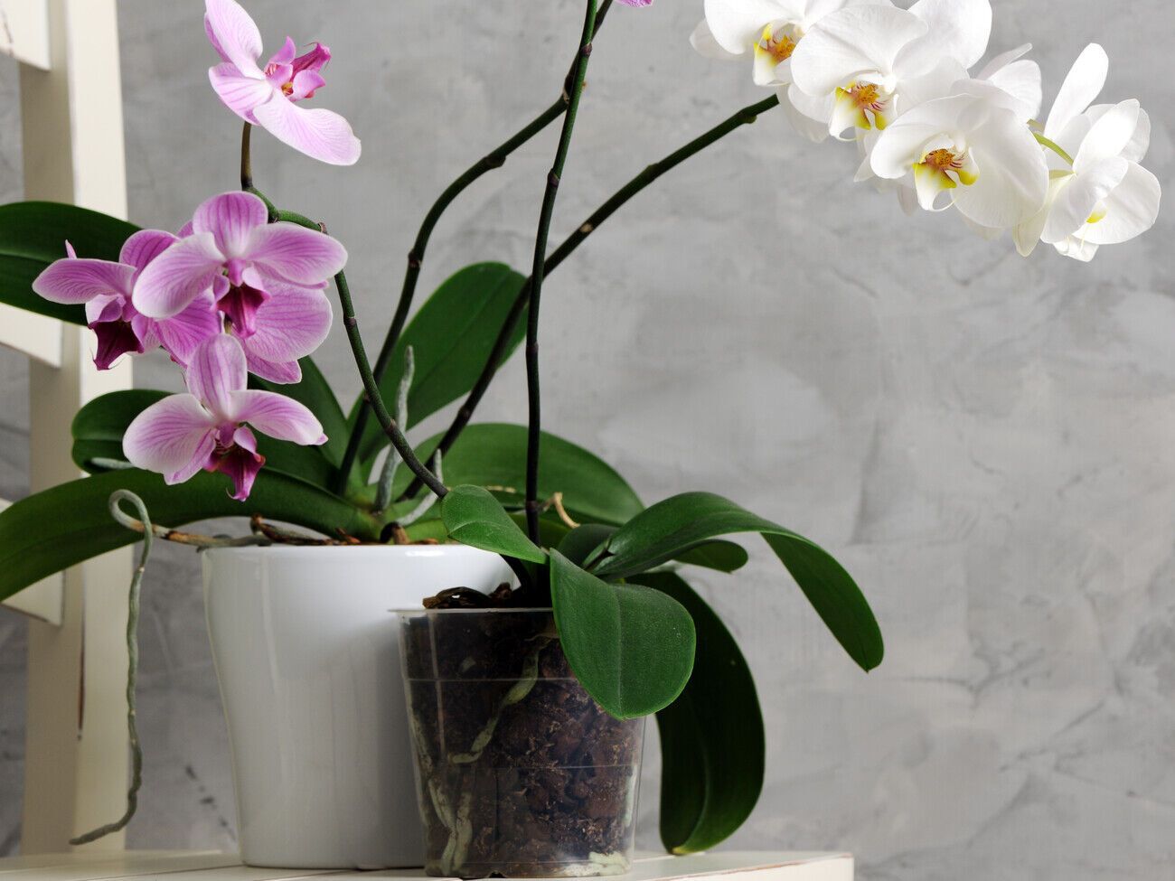 Органическое удобрение из лука и дрожжей обладает антибактериальными и антисептическими свойствами