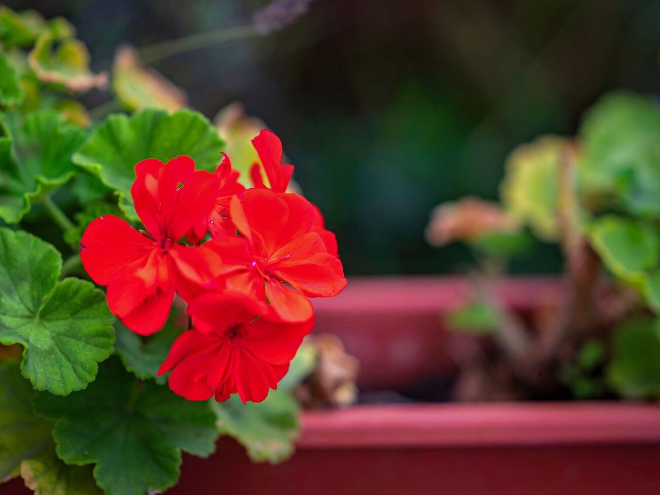 Обычно герань зимой поливают один раз в неделю