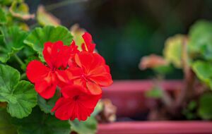 Обычно герань зимой поливают один раз в неделю