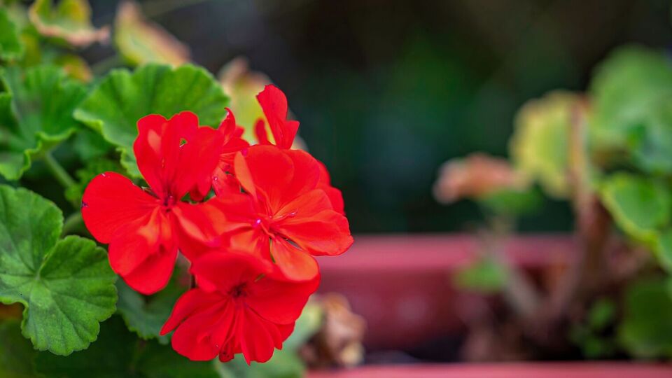 Обычно герань зимой поливают один раз в неделю