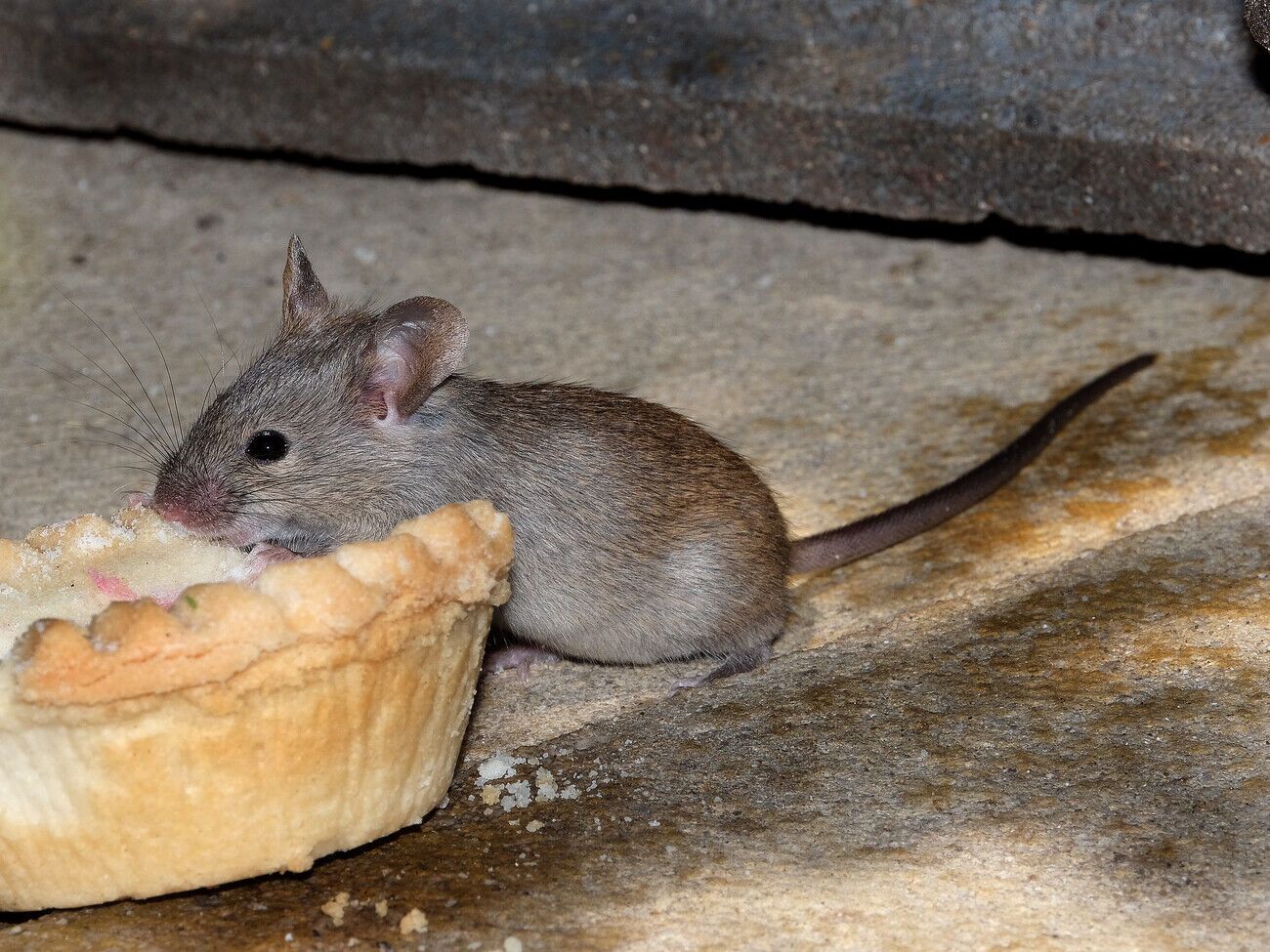 Мыши не любят запах лимона, чеснока, кофе и гвоздики