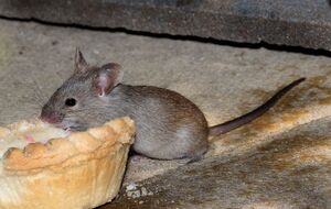 Мыши не любят запах лимона, чеснока, кофе и гвоздики