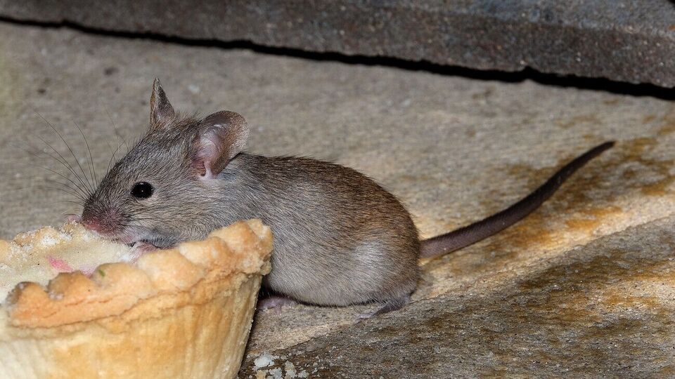 Мыши не любят запах лимона, чеснока, кофе и гвоздики