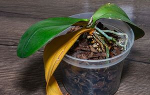 Щедро распылите жидкое удобрение из пульверизатора на верхнюю и нижнюю часть растения, уделив внимание основанию и корням