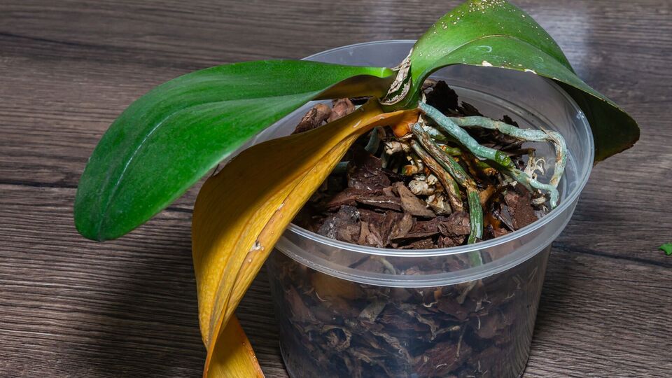 Щедро распылите жидкое удобрение из пульверизатора на верхнюю и нижнюю часть растения, уделив внимание основанию и корням