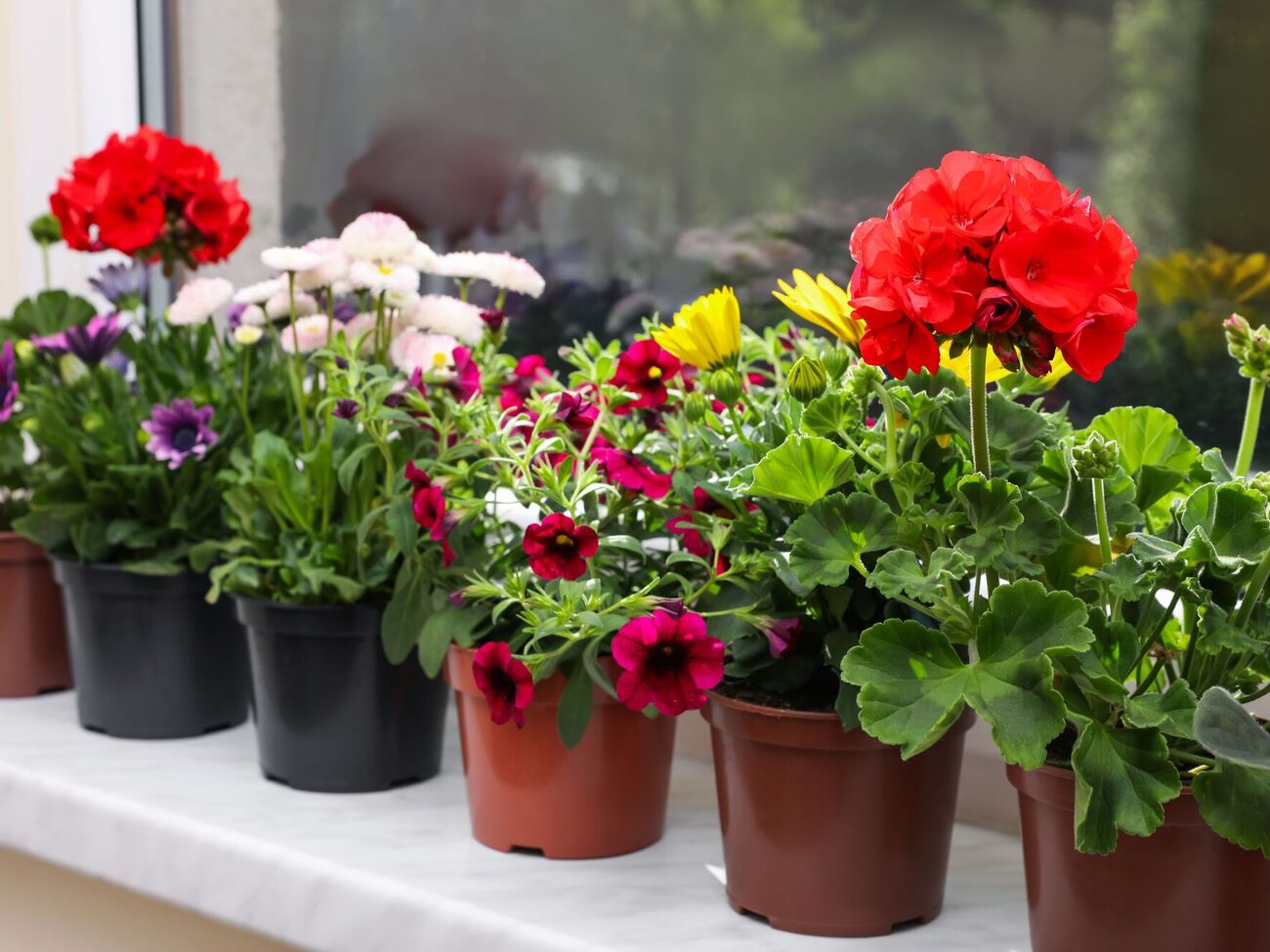 Комнатные растения необходимо поливать подкормкой из банановой кожуры раз в месяц