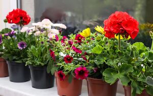 Комнатные растения необходимо поливать подкормкой из банановой кожуры раз в месяц