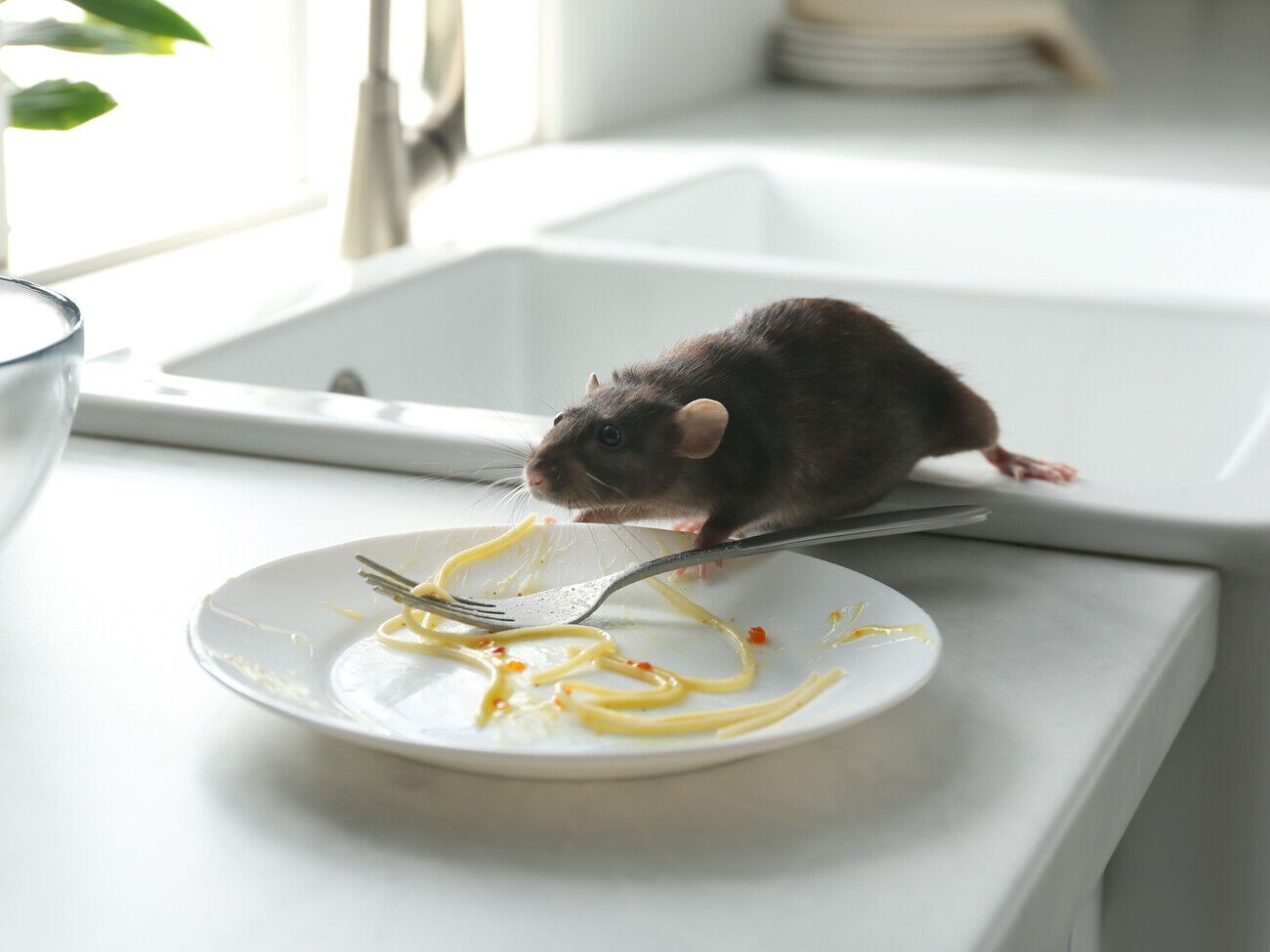 По словам экспертов, запах репеллента из трех простых ингредиентов отпугнет вредителей