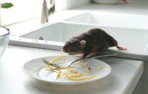 По словам экспертов, запах репеллента из трех простых ингредиентов отпугнет вредителей