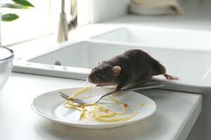 За словами експертів, запах репеленту з трьох простих інгредієнтів відлякає шкідників