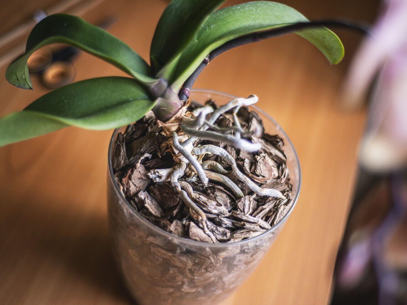 Орхидея будет цвести только тогда, когда ей обеспечено достаточное количество солнечного света. При этом необходимо избегать прямых солнечных лучей