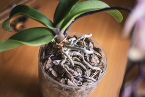 Орхидея будет цвести только тогда, когда ей обеспечено достаточное количество солнечного света. При этом необходимо избегать прямых солнечных лучей