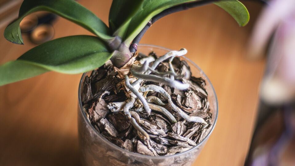 Орхидея будет цвести только тогда, когда ей обеспечено достаточное количество солнечного света. При этом необходимо избегать прямых солнечных лучей