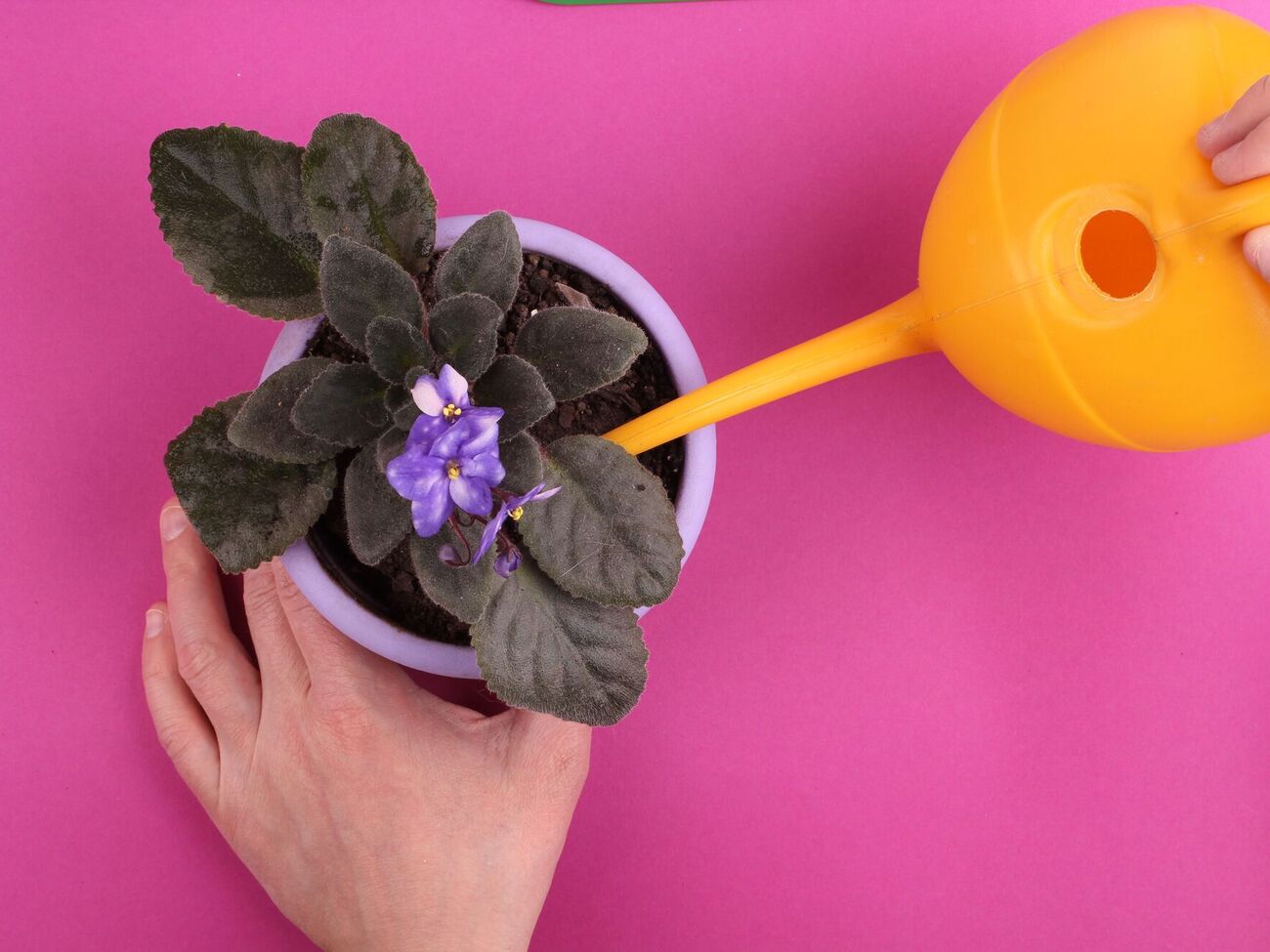 Фиалку нужно поливать по мере необходимости