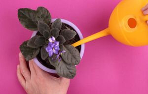 Фиалку нужно поливать по мере необходимости