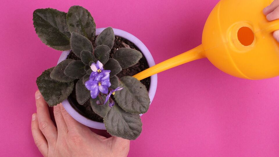 Фіалку потрібно поливати за потреби