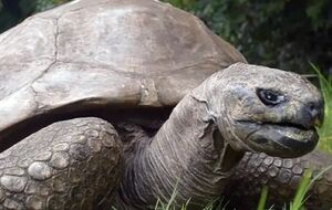 Точний вік Джонатана невідомий
