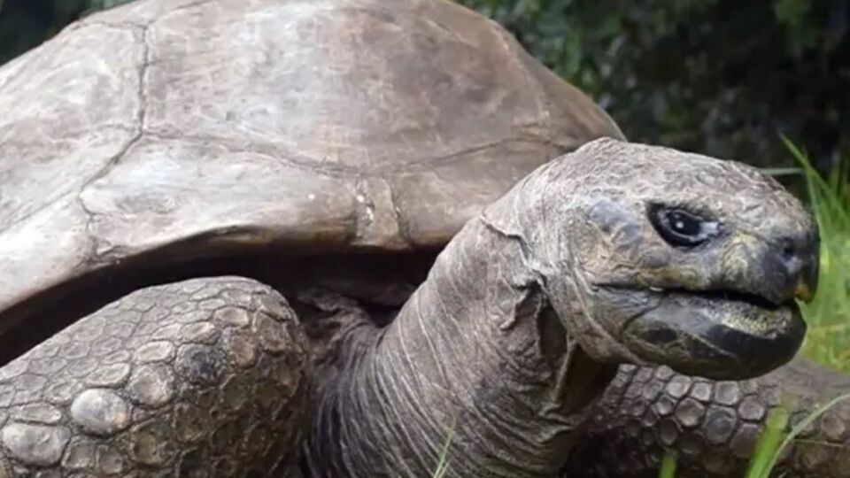 Точний вік Джонатана невідомий