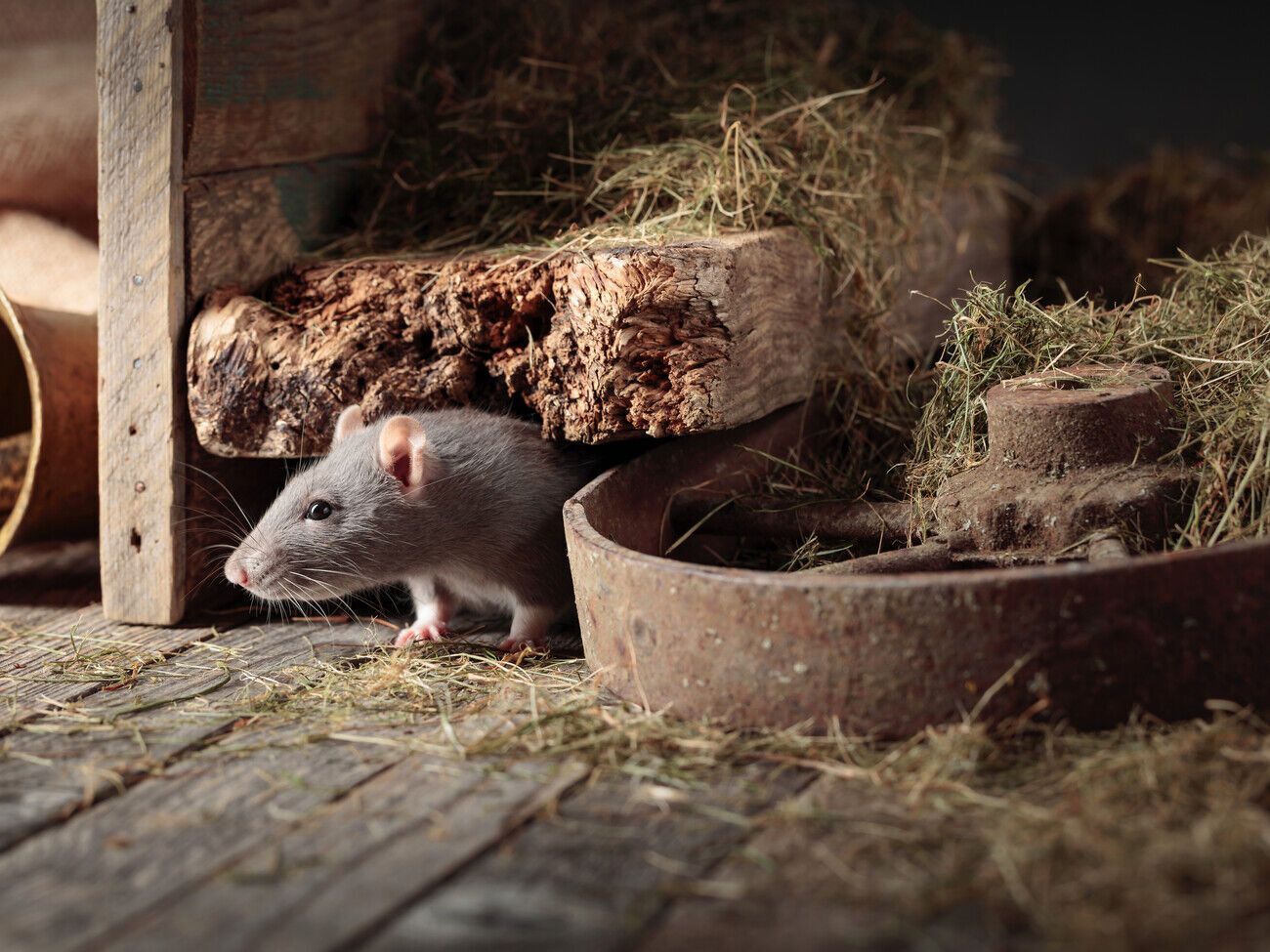По словам экспертов, грызунов привлечет запах сыра в приманке, но они не смогут ее переварить и погибнут