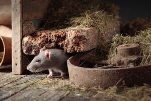По словам экспертов, грызунов привлечет запах сыра в приманке, но они не смогут ее переварить и погибнут