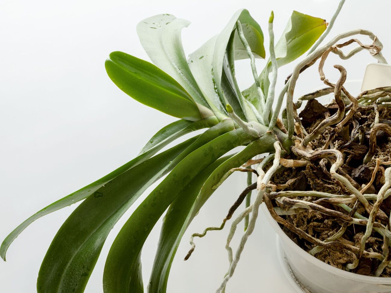 Орхидею нужно будет пересадить в другой горшок