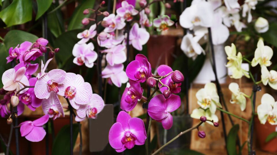 Орхидеи не нуждаются в чрезмерной влаге