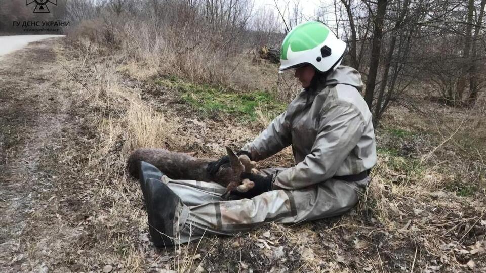 Оленя дістали з криги і передали ветеринарам