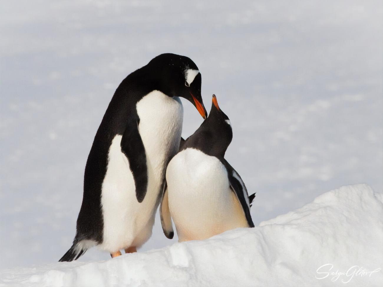 "Любовь непременно победит". В антарктическом центре показали фото "влюбленных" пингвинов. Фоторепортаж