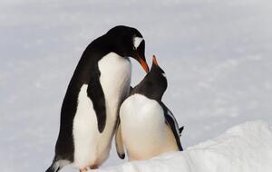 "Любовь непременно победит". В антарктическом центре показали фото "влюбленных" пингвинов. Фоторепортаж