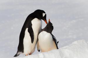 "Любовь непременно победит". В антарктическом центре показали фото "влюбленных" пингвинов. Фоторепортаж