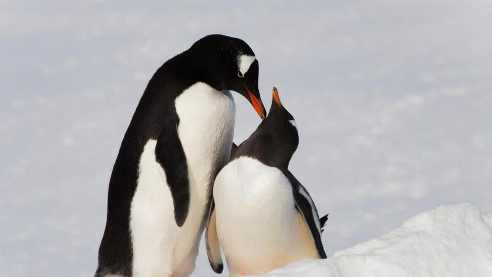 "Любовь непременно победит". В антарктическом центре показали фото "влюбленных" пингвинов. Фоторепортаж
