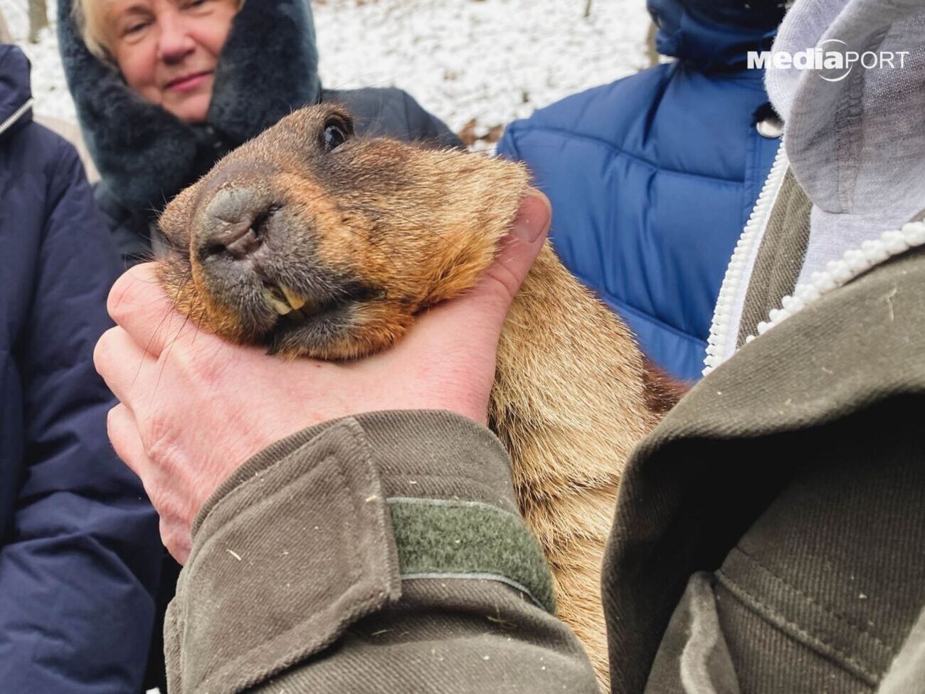 По сравнению с прошлым годом сурок Тимка похудел
