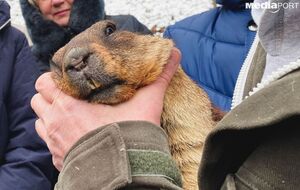 По сравнению с прошлым годом сурок Тимка похудел