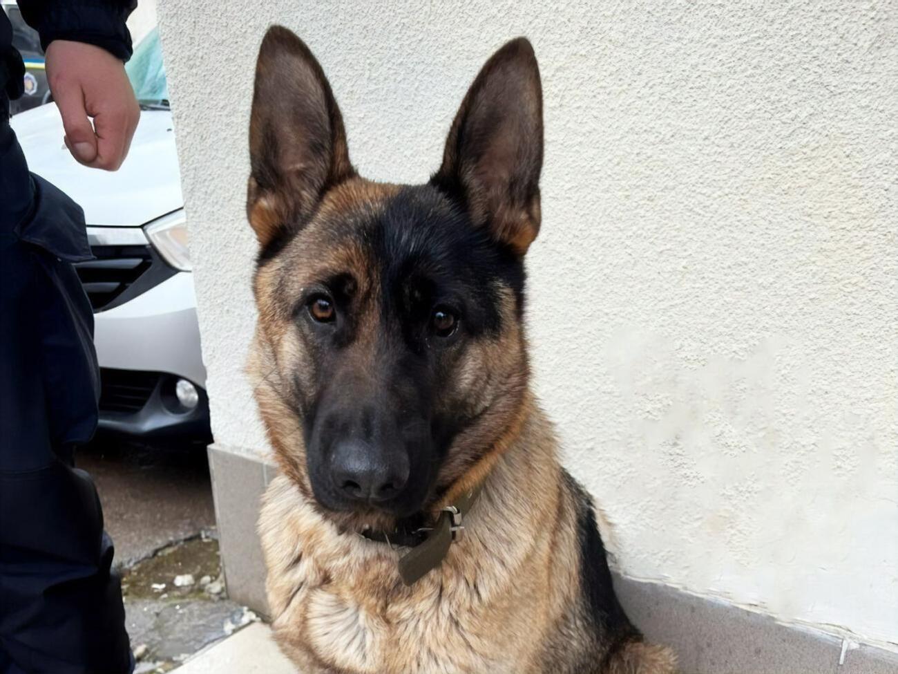 Собака выглядела ухоженной, и было понятно, что она потерялась